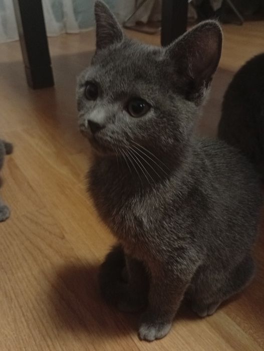 Pisoi British Shorthair