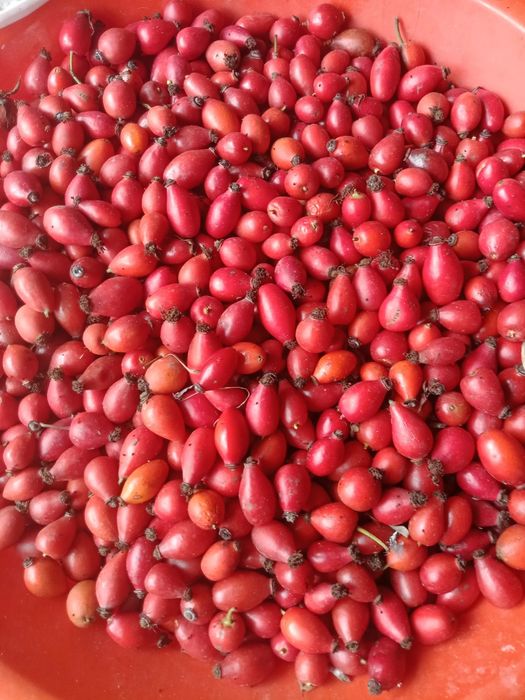 Vind macies in cantitate mare strins manual pret 10lei kg