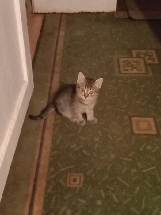 Котята в хорошие руки