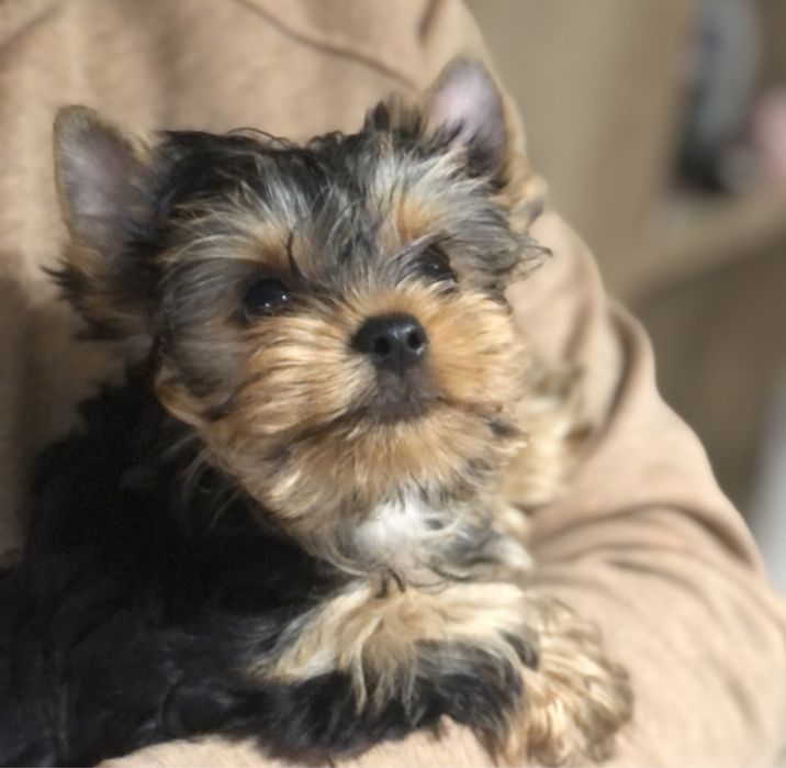 Кученца йоркширски териер