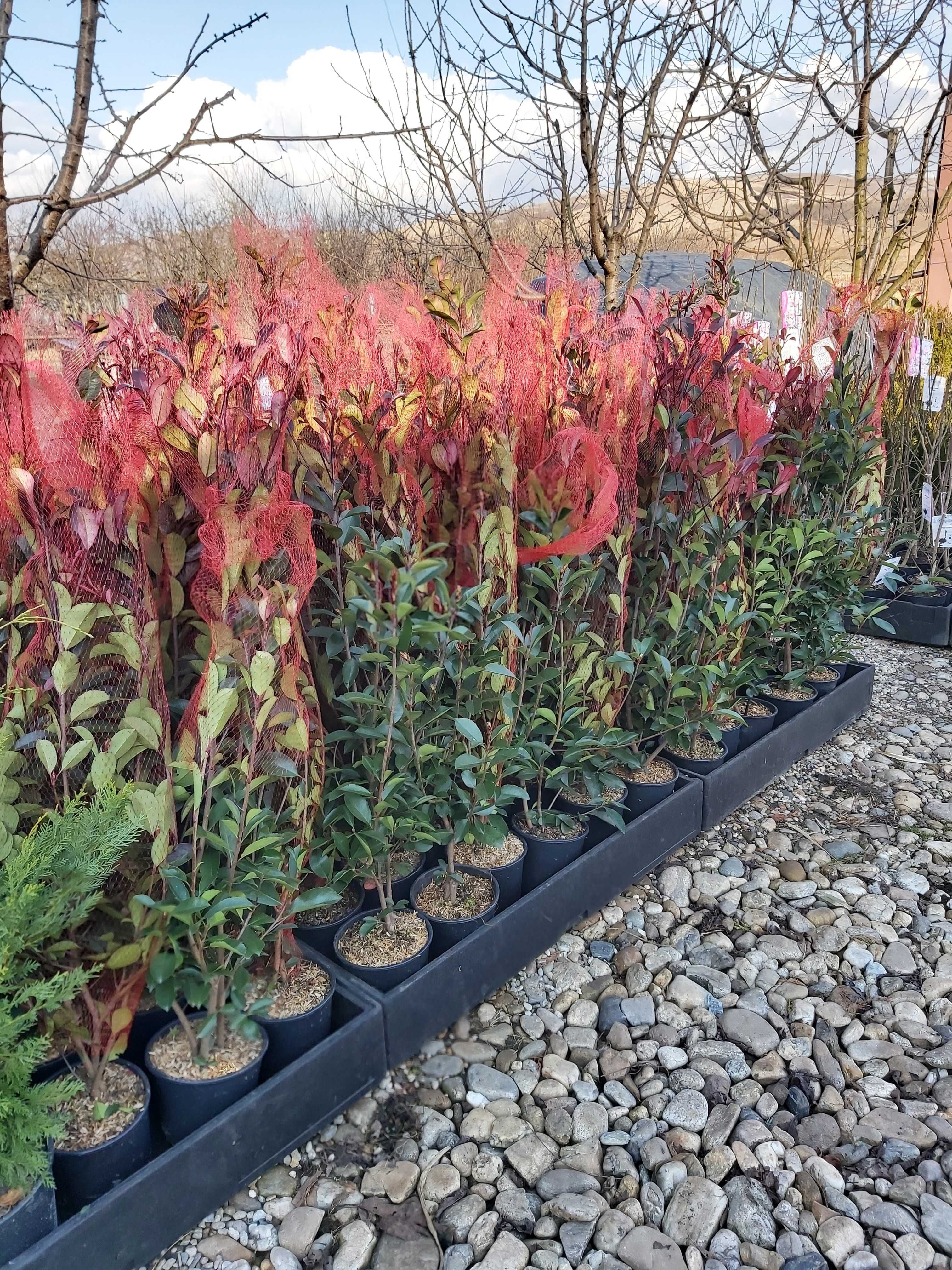 potinia red robin  la ghiveci 1.2 m