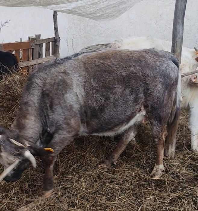 Семіз Қашарлар соғымға