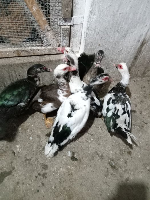 Rațe leșești de vânzare