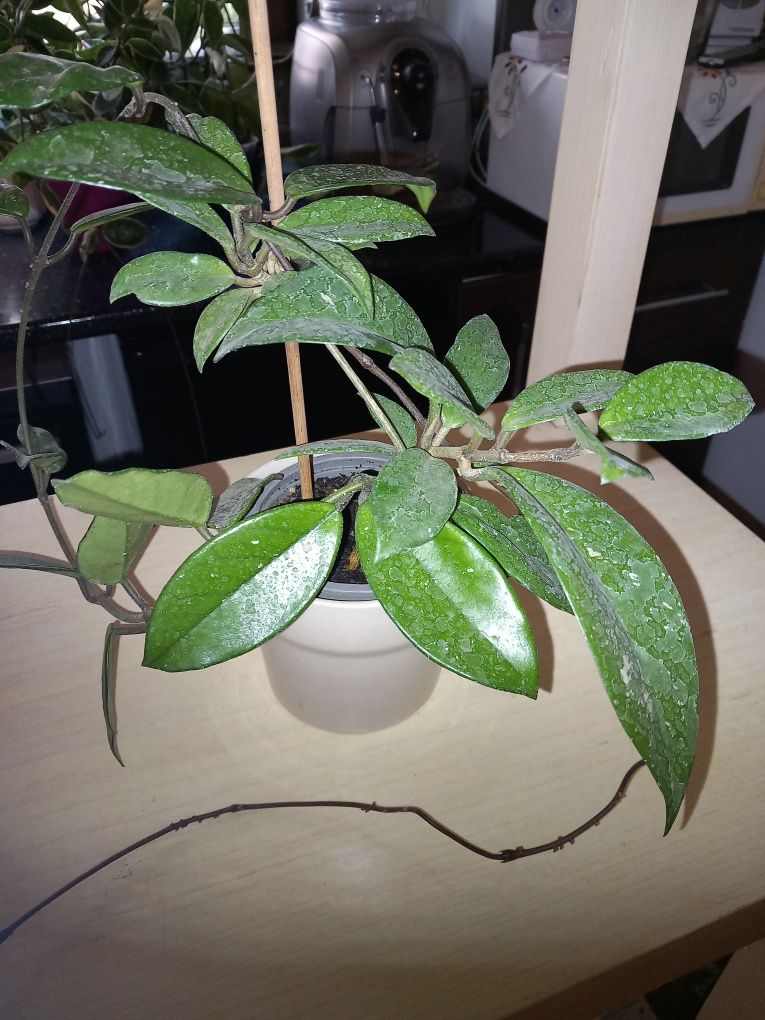 Hoya carnosa sau lacrima maicii domnului!