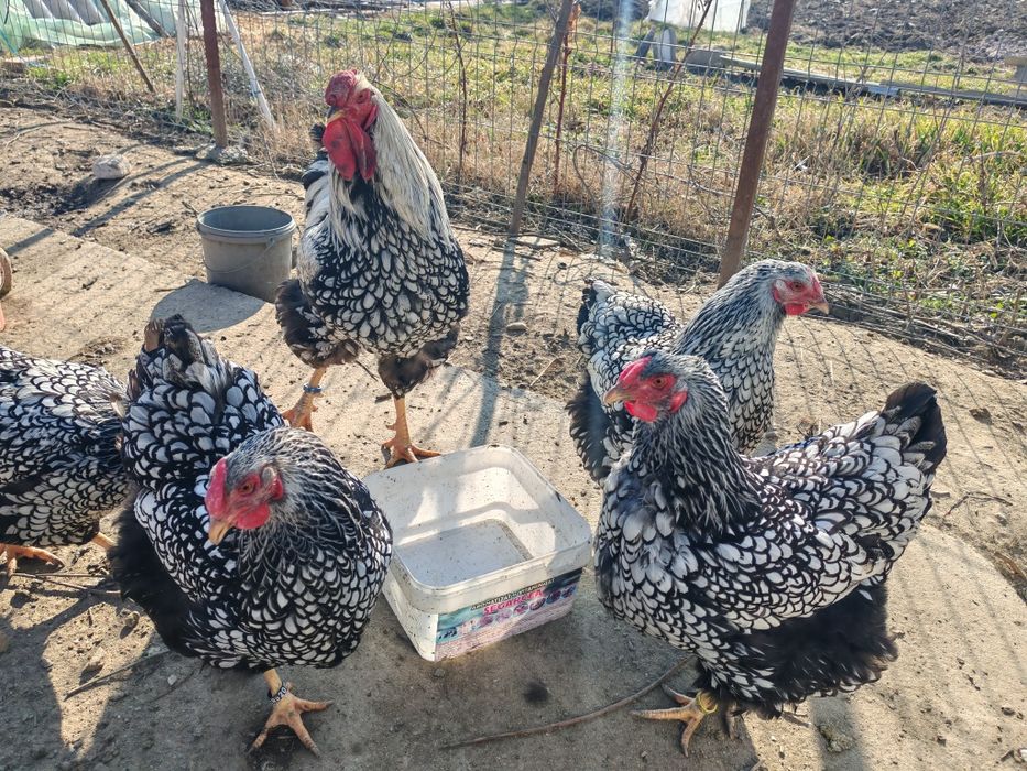 Ouă pt incubat wyandotte argintiu