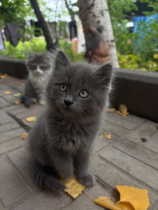 Котята мальчики в добрые руки