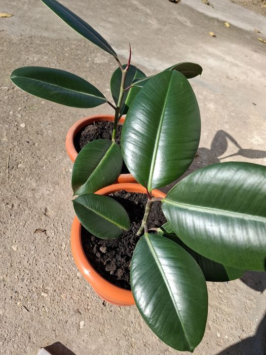 Butaș de Ficus elastica (arbore de cauciu)