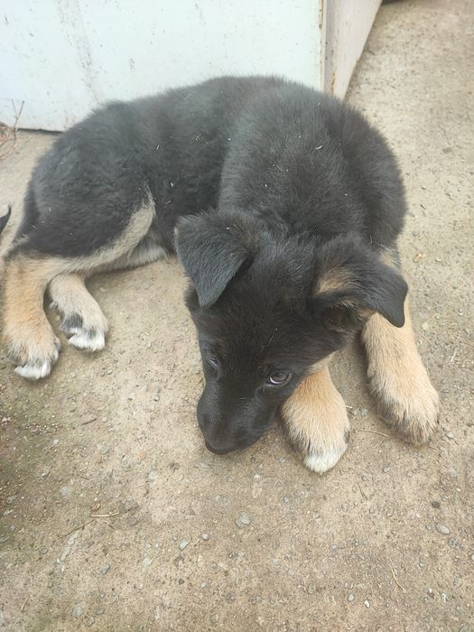 Подарявам тези зверчета на 2-месеца.Майка-каракачанка,баща-немец. Ли