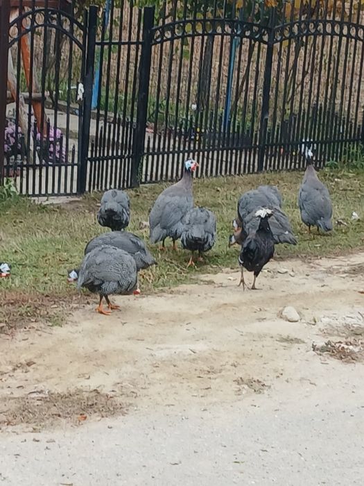 vand masculi de bibilica