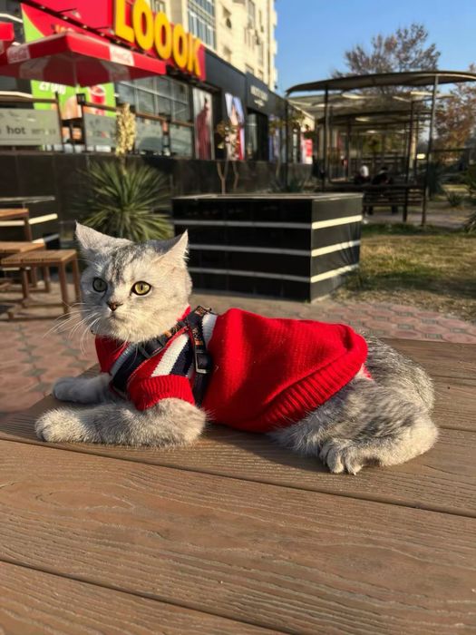 Ismi  dudu soglom kafolatlangan