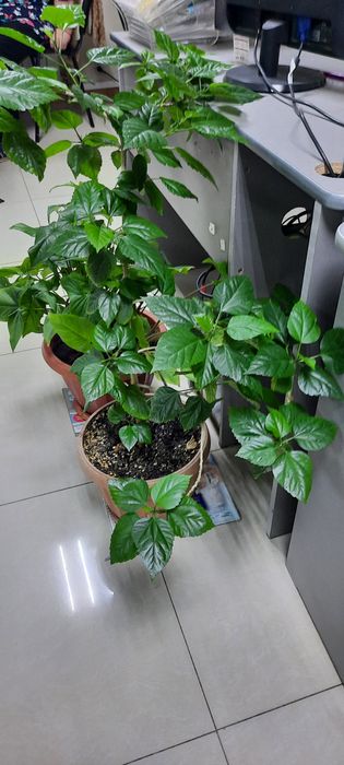 Цветы комнатные разные