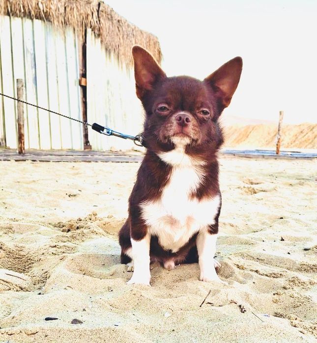 Кученце чихуахуа