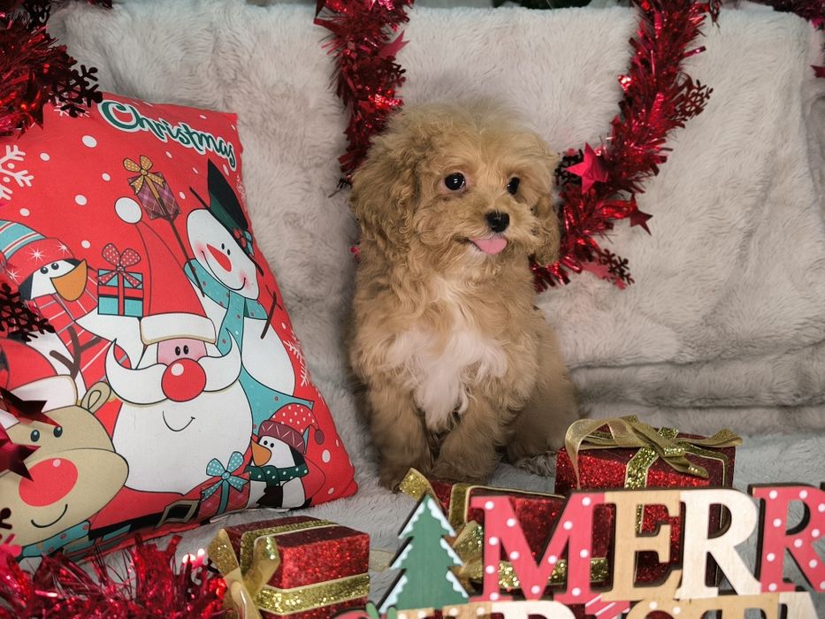 Vand fetita maltipoo minitoy