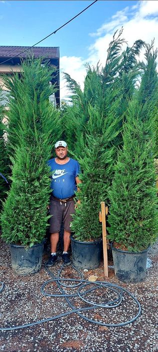 Vindem leylandii de calitate superioară