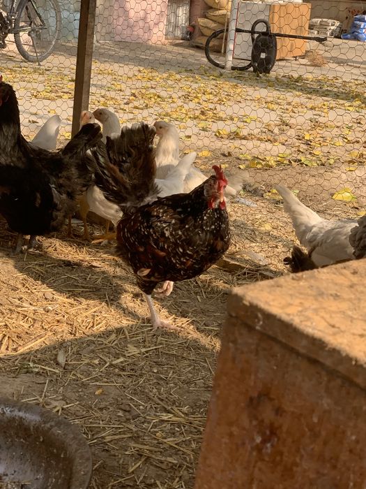 Tovuqla sotiladi tuxum qoyvoti