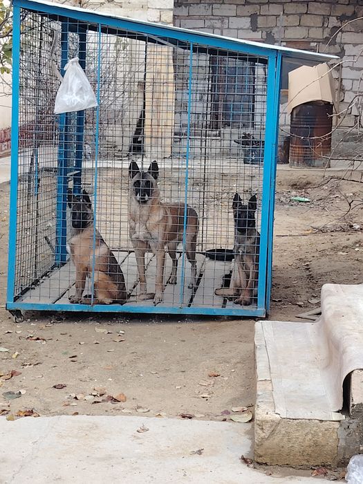 Бельгийский овчарка