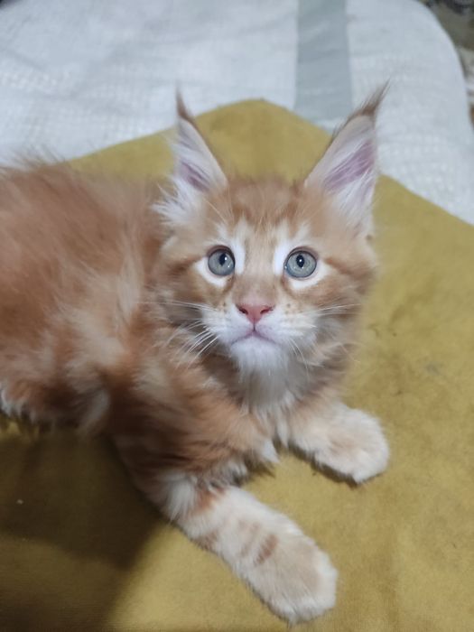 Продам котят породы Мейн кун