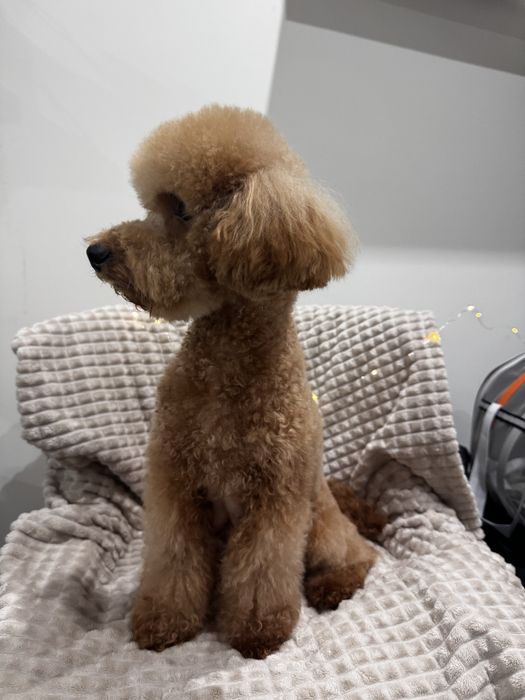 Той пудели/ Toy poodle