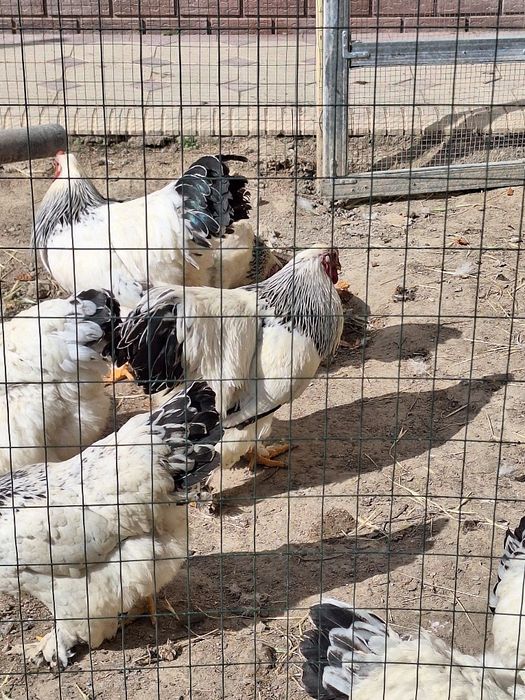 Гигантд бирама тухумлари 15000 сум