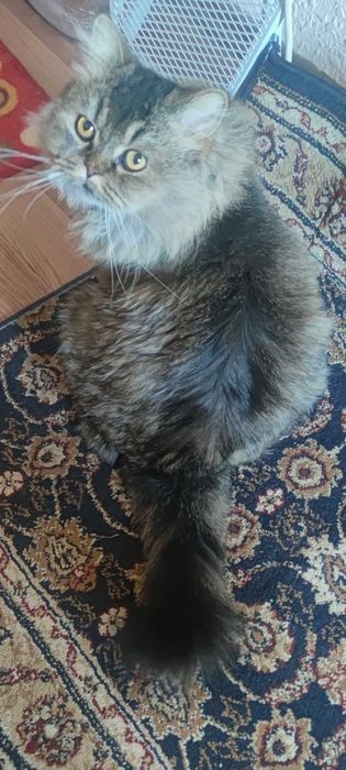 Отдается в добрые руки персидский кот