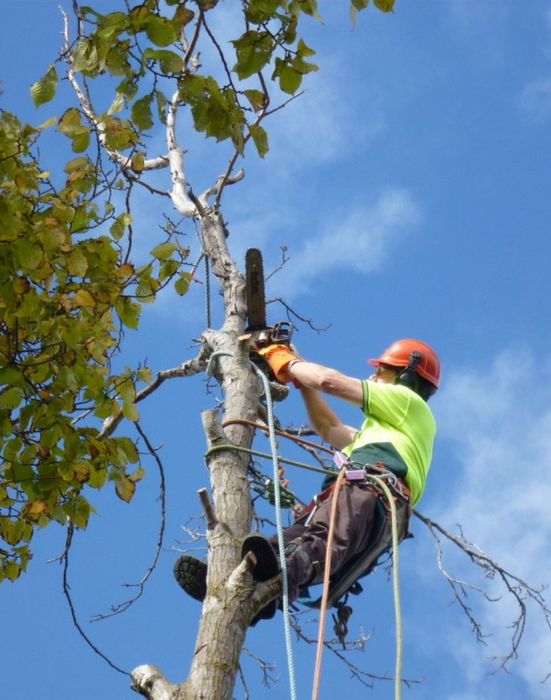 Спил деревьев. Посадка деревьев. Уборка снега.