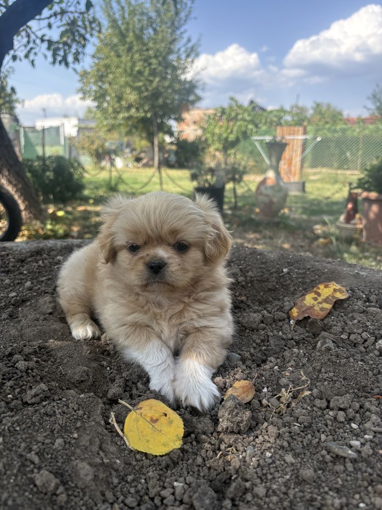 Пекинез женски чиста кръв
