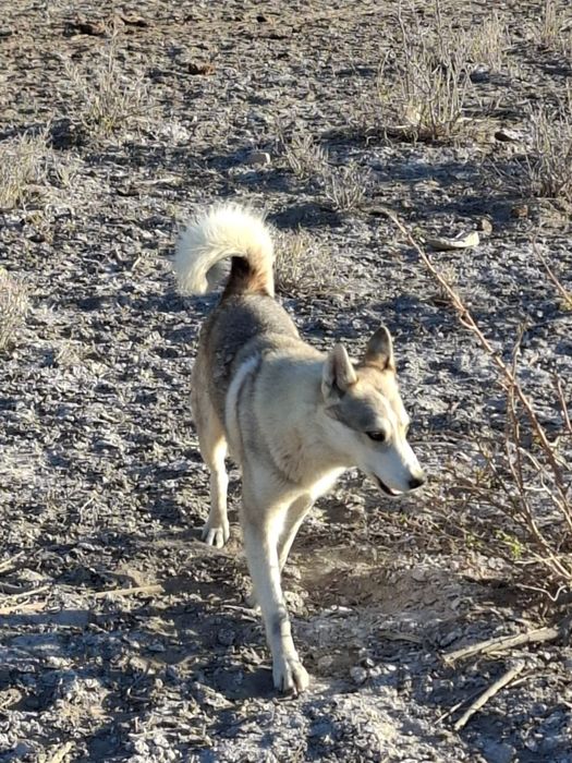 Лайка. Ұрғашы. 1 жас