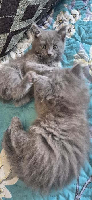 Милые пуштики ищут дом