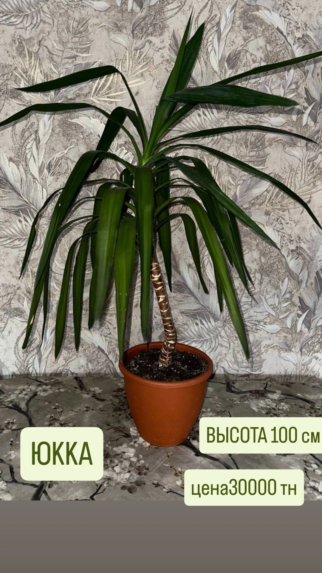 Цветы для дома и офиса