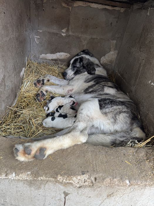 Femela Asia Centrala