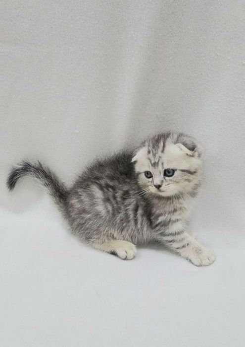Шотландский Скотиш фолд девочка