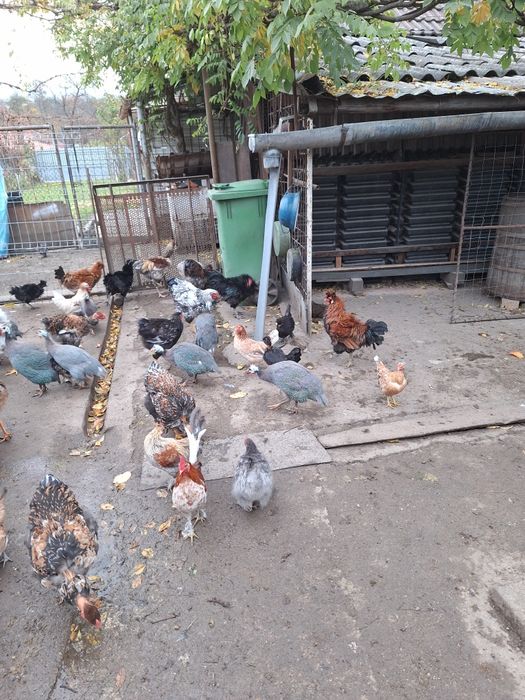 Vind cocosi wiadota  și bibilici  la 100 lei buc