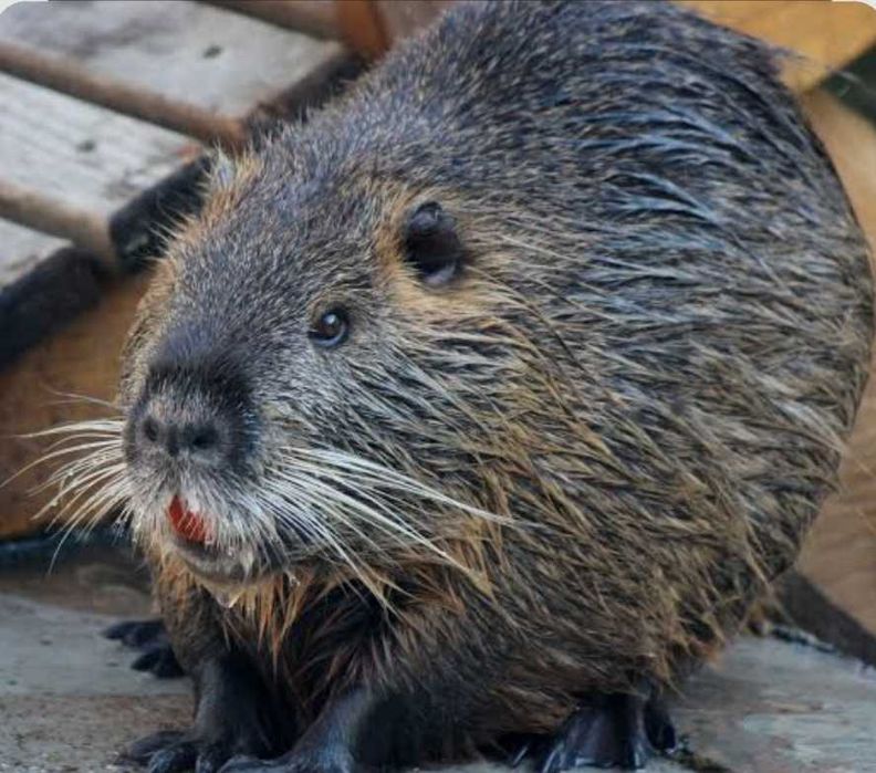 Продавам нутрии...