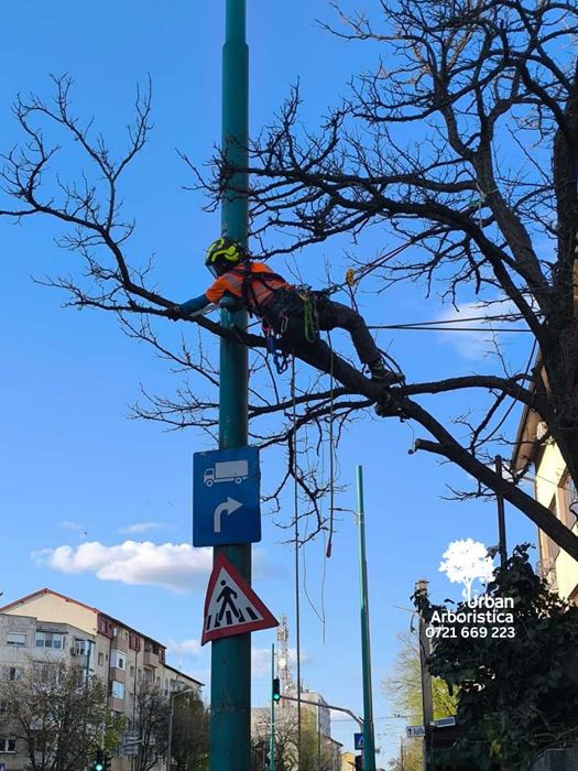 Toaletare Taiere Copaci Pomi - Servicii Firma Arborist Timișoara