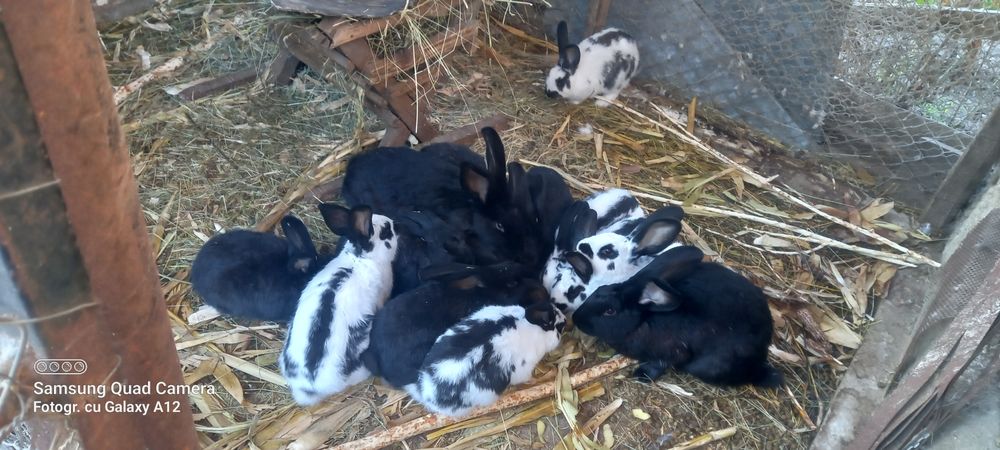 Iepuri fluture german