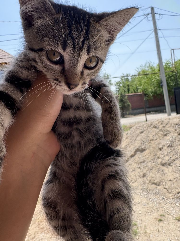 Отдаю котят, БЕСПЛАТНО!!!