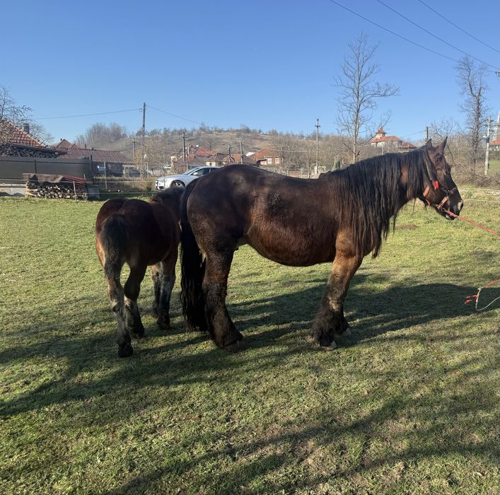 Vand iapa Ardeneza cu pedigree francez