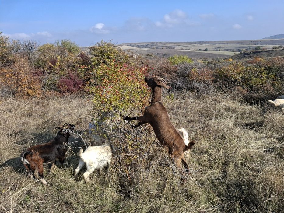 Ярета за клане и дамазлък
