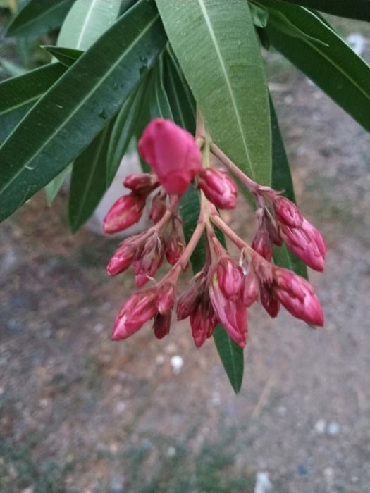 Олеандры розовый махровые белый махровый бежевый махровый