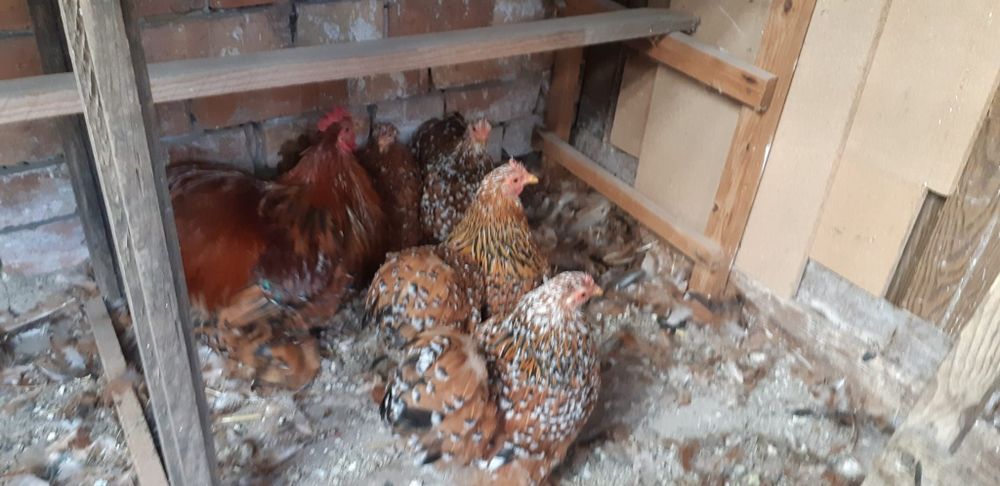 Familie cochinchina pitic porțelan