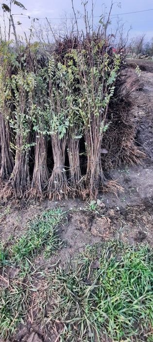 Puieti de vanzare anul 1 - pret 0,60 bani