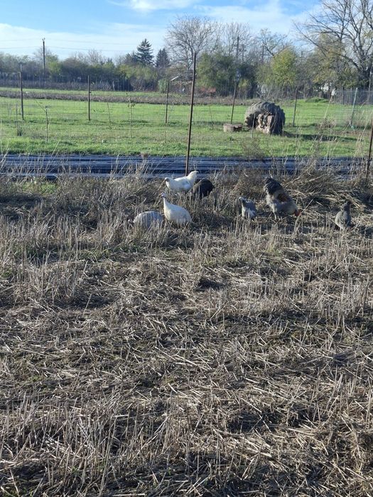 Vand sau schimb bibilici