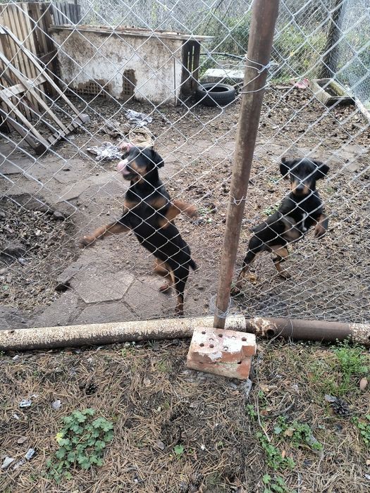 Ягтериери две женски на 6 месеца ваксинирани цена по 250 лв