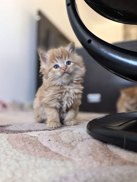 Домашний Котенок