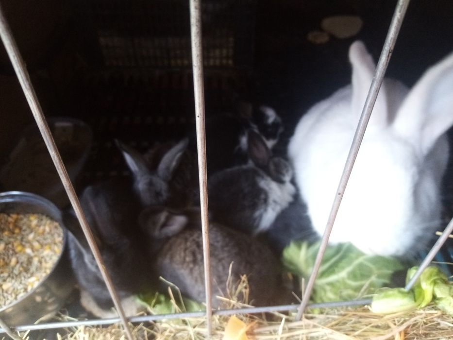 Puii iepurași în virsta de 2 luni din rasele UG și berbec german