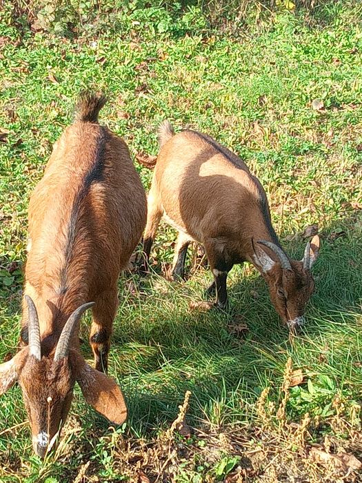Vând sau schimb cu oi