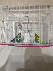 Вълнисти папагали