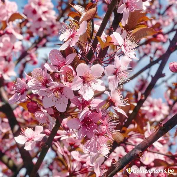 Червенолистна декоративна джанка / слива