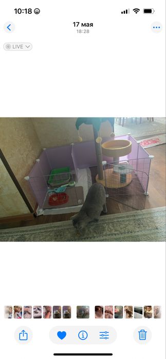 Шотландская вислоухая кошка 1 год