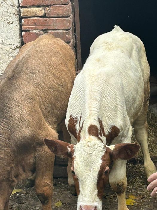 Vand un tauras si o vitea